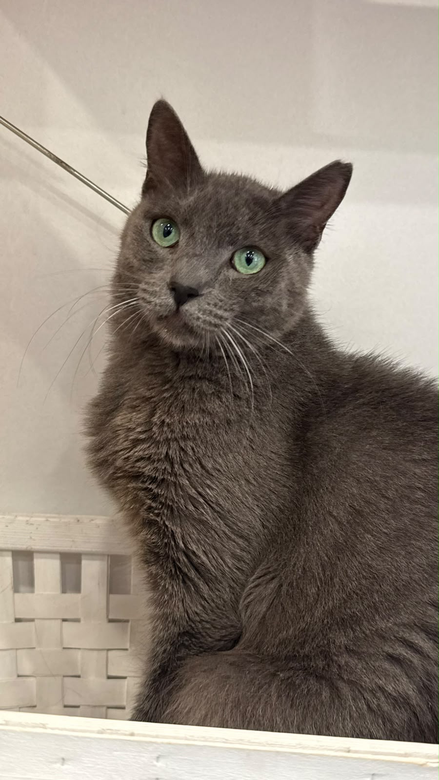 Tom