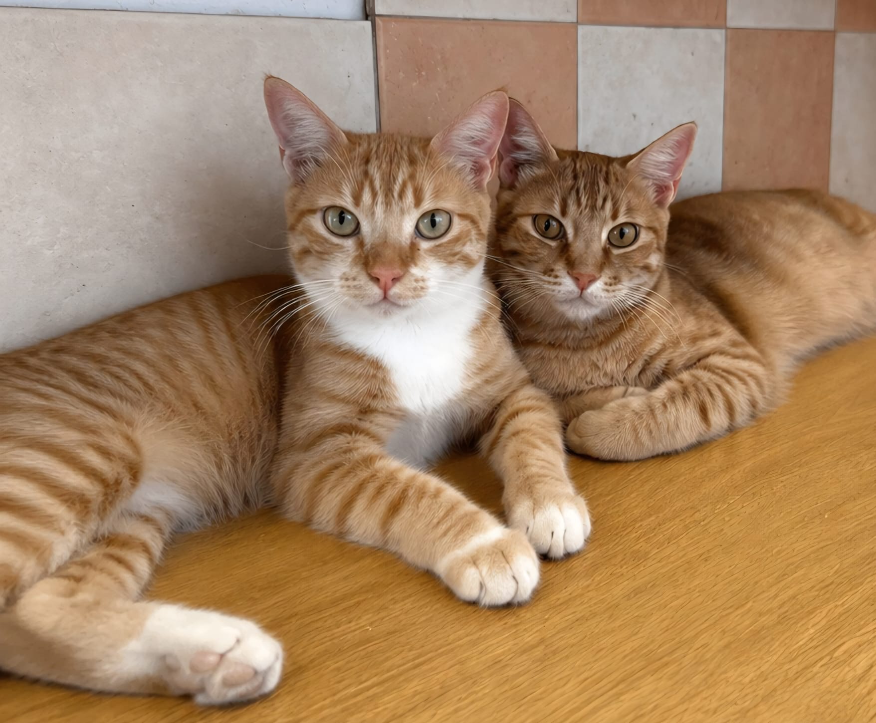 Chester and Carrot (reserved)