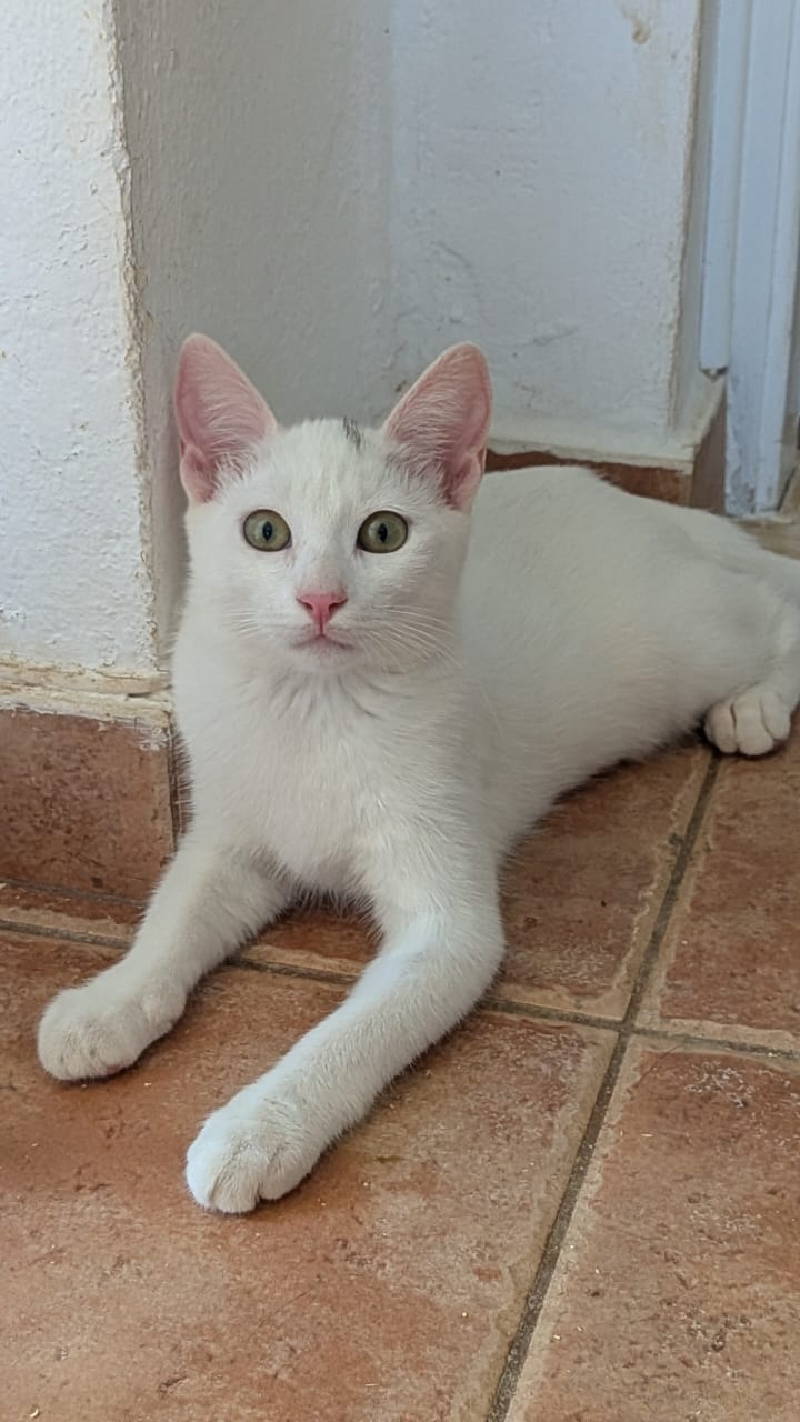 Nora 